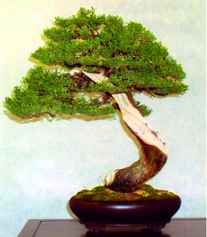 بونسای سرو نقره ای